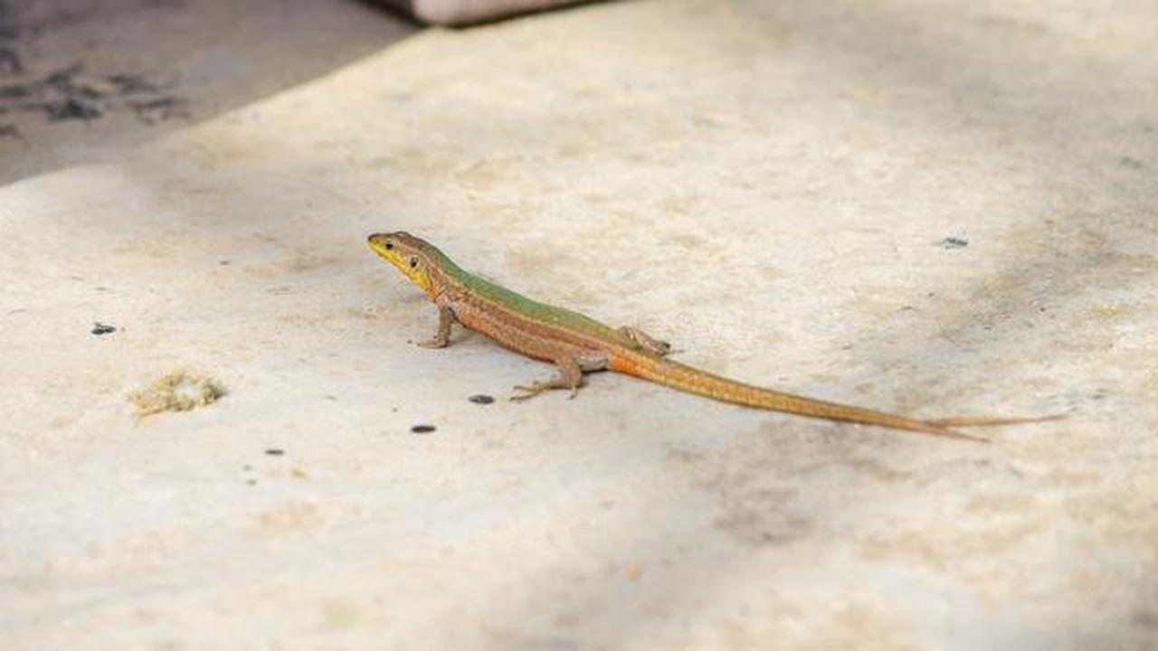 Apakah Cicak Beracun Jika Tidak Sengaja Menyentuh Makanan?