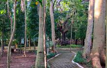 Tekan Emisi Karbon, Holding BUMN Jasa Survei dan UI Promosikan Hutan Kota