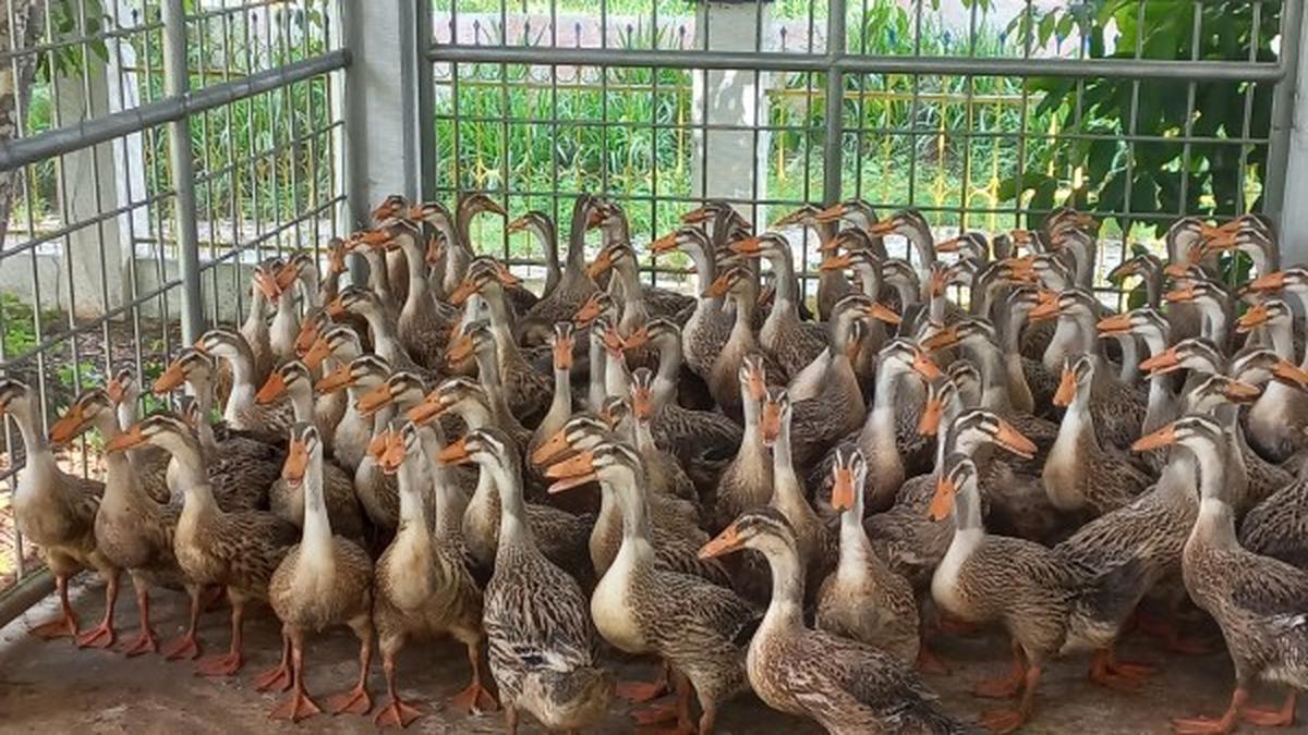 7 Jenis Ternak yang Cocok Dipelihara di Pekarangan Rumah untuk Dijual Online, Potensi Cuan Besar