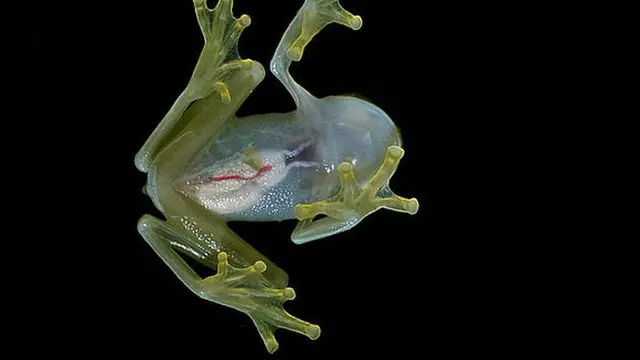 Hewan-hewan Misterius yang Masih Sulit Diteliti untuk Dikenali oleh Ilmuwan