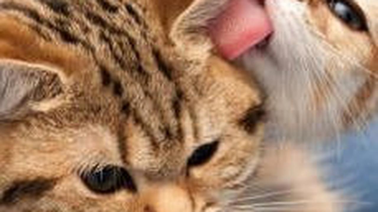 Mengulik Mantu Kucing, Tradisi Unik Memohon Turunnya Hujan saat Kemarau di Pacitan