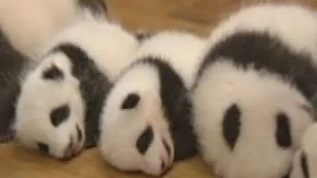 Lihat! 14 Bayi Panda Nan Menggemaskan
