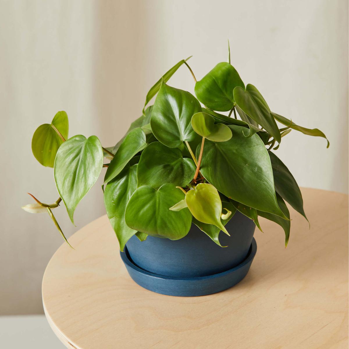 Philodendron Heartleaf