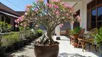 7 Jenis Kamboja Jepang (Adenium) yang Tahan Panas, Cocok untuk Dekorasi Rumah