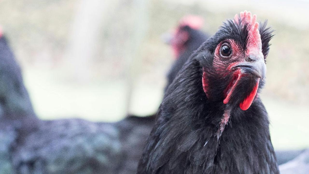 Kegunaan Ayam Hitam untuk Ritual