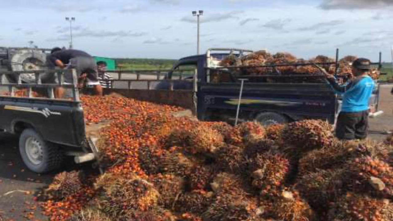 Ekspor Sawit Indonesia ke Swiss dan negara EFTA lainnya akan terbuka lebar setelah ratifikasi Indonesia – EFTA CEPA (IE-CEPA)