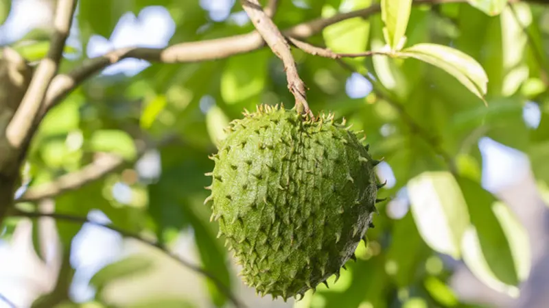 Mengatasi Ketombe dengan Daun Sirsak