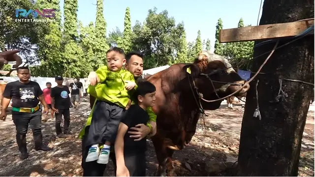 6 Potret Cipung Kurban Sapi 1,1 Ton Pakai Uang Sendiri, Bayi dengan Endorse Termahal