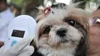 Pemindaian anjing yang telah diberi microchip dengan alat khusus di Dinas Ketahanan Pangan, Kelautan, dan Pertanian DKI Jakarta, Rabu (12/9). Pemasangan microchip untuk mempermudah recording kesehatan dan identifikasi anjing. (Merdeka.com/Iqbal Nugroho)