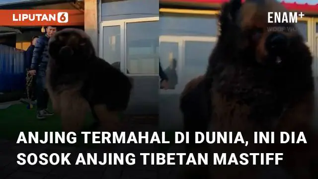 Anjing berjenis Tibetan Mastiff ini salah satu jenis anjing yang mempunyai harga sangat mahal