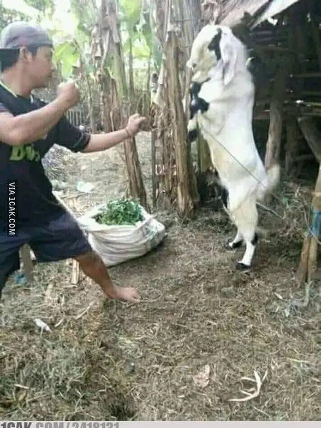 9 Aksi Kambing Bertingkah Layaknya Manusia Ini Nyeleneh Banget