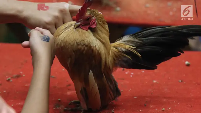 Jakarta Indonesia Pet Show 2019