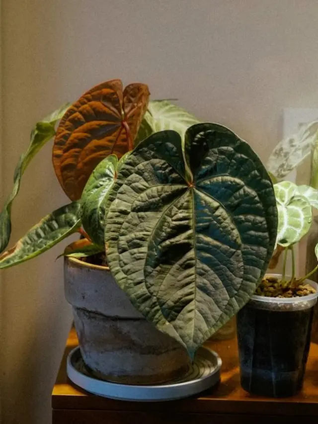 Anthurium Plowmanii