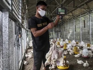 Pekerja menimbang ayam yang dipesan konsumen di tempat pemotongan ayam, Jakarta, Jumat (3/12/2021). Jelang Natal dan Tahun Baru harga beberapa kebutuhan pokok khususnya daging sapi dan ayam masih stabil, kecuali minyak goreng curah yang mengalami kenaikan. (Liputan6.com/Johan Tallo)