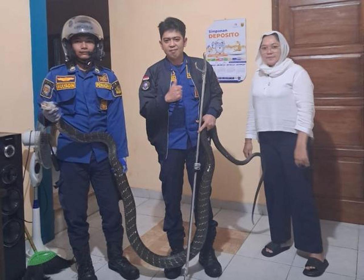 Ular Bersembunyi di Bawah Kasur, Apa yang Harus Dilakukan?