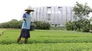 Salah satu petani di kawasan tersebut mengaku mampu meraup keuntungan dari menjual sayur hingga Rp. 3 Juta perbulan. (Bola.com/M iqbal Ichsan)