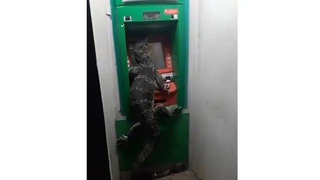 5 Kelakuan Reptil Saat Berada di Rumah Ini Bikin Geleng Kepala