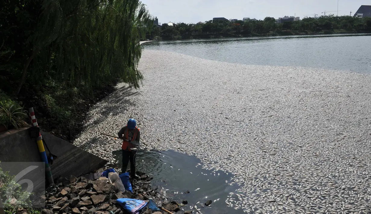 Pekerja membersihkan ikan mati di Danau Citra 6 Perumahan Citra Garden City, Kalideres, Jakarta, Sabtu (19/12). Ribuan ikan mati diduga akibat fenomena alam yaitu perubahan cuaca yang ektrim sehingga merusak ekosistem danau. (Liputan6.com/Gempur M Surya)