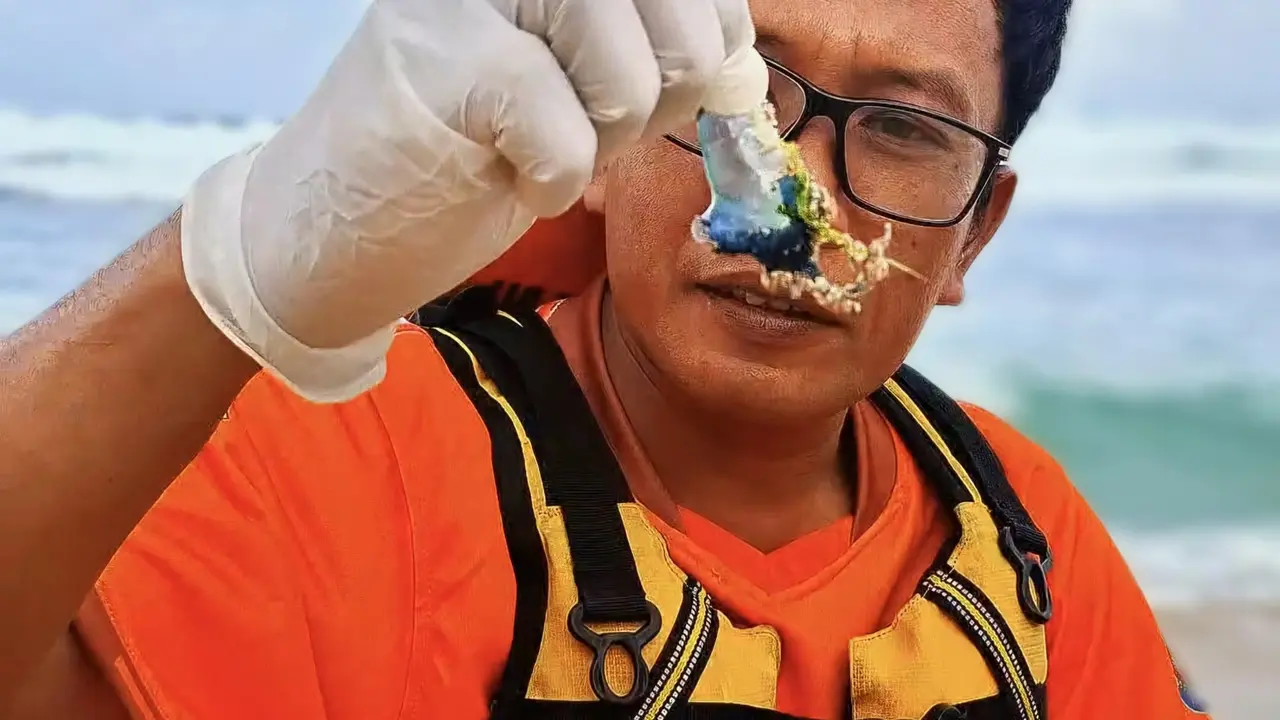 Petugas SAR Tunjukkan Ubur-Ubur Biru Beracun