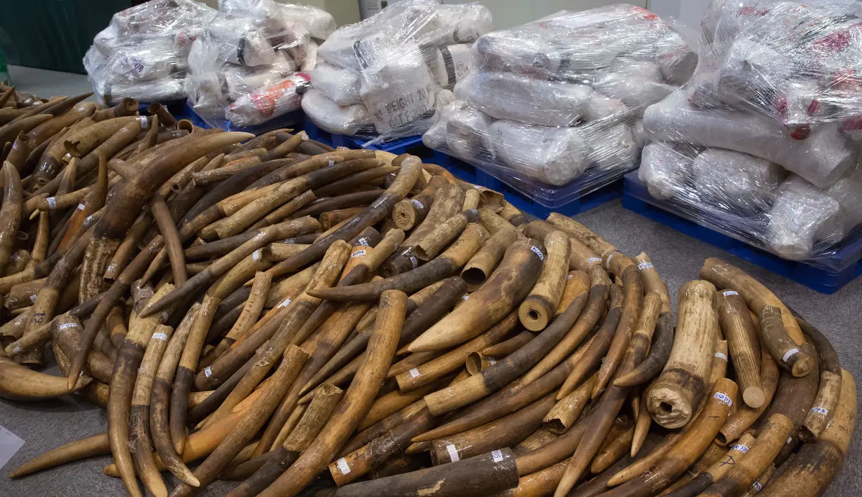 Sejumlah gading gajah sitaan diperlihatkan oleh Bea Cukai Hong Kong, Kamis (6/7). Dinas Bea Cukai Hong Kong mengatakan kargo itu datang dari Malaysia dan diyakini merupakan bagian dari aktivitas jaringan penyelundup berskala besar. (AP Photo/Kin Cheung)