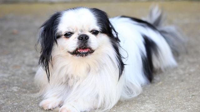 Japanese Chin