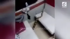 Kehadiran ular sanca batik di kereta api jurusan Kertajaya Surabaya-Jakarta gegerkan penumpang.