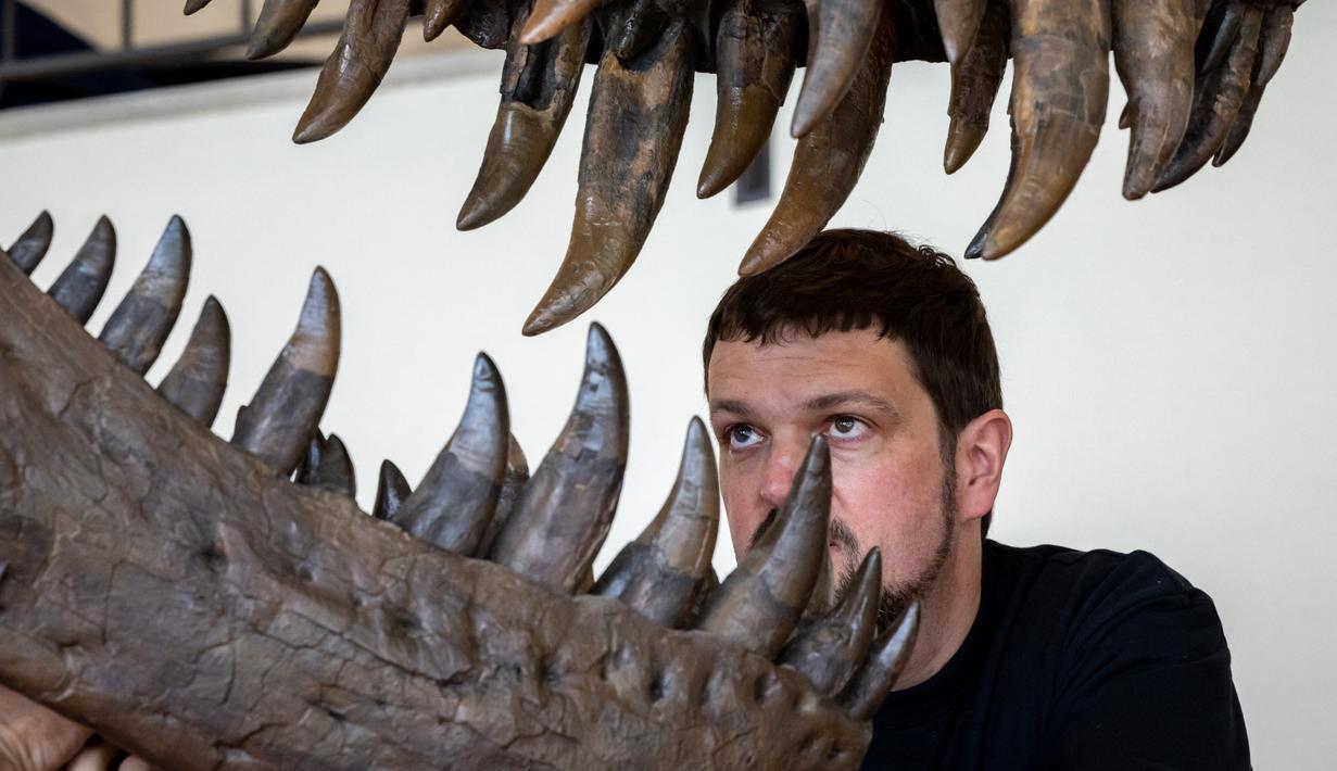 Yolanda Schicker-Siber dengan hati-hati mengencangkan tulang cakar yang runcing dengan kawat logam tipis, memberikan sentuhan akhir pada kerangka Tyrannosaurus-Rex raksasa sebelum lelang langka di Swiss bulan depan. (Photo by ARND WIEGMANN / AFP)