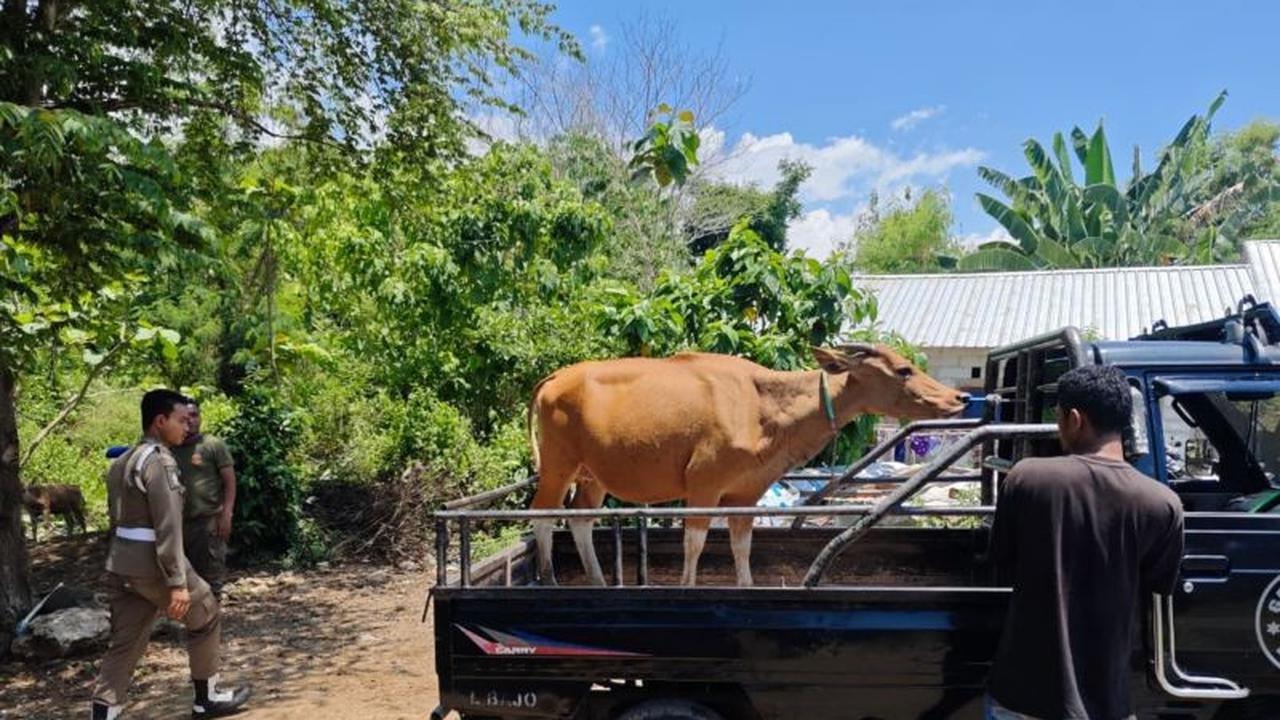 Tahukah Anda? Pemkab Mabar Minta Warga Proaktif Laporkan Penertiban Ternak Labuan Bajo Demi Ketertiban Umum