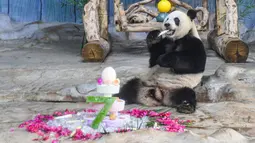 Panda raksasa bernama Gonggong menikmati makanan di Taman Margasatwa dan Kebun Raya Tropis Hainan di Haikou, Provinsi Hainan, China selatan, pada 27 Agustus 2020. Taman tersebut mengadakan perayaan ulang tahun ketujuh untuk dua panda raksasa pada Kamis (27/8). (Xinhua/Pu Xiaoxu)
