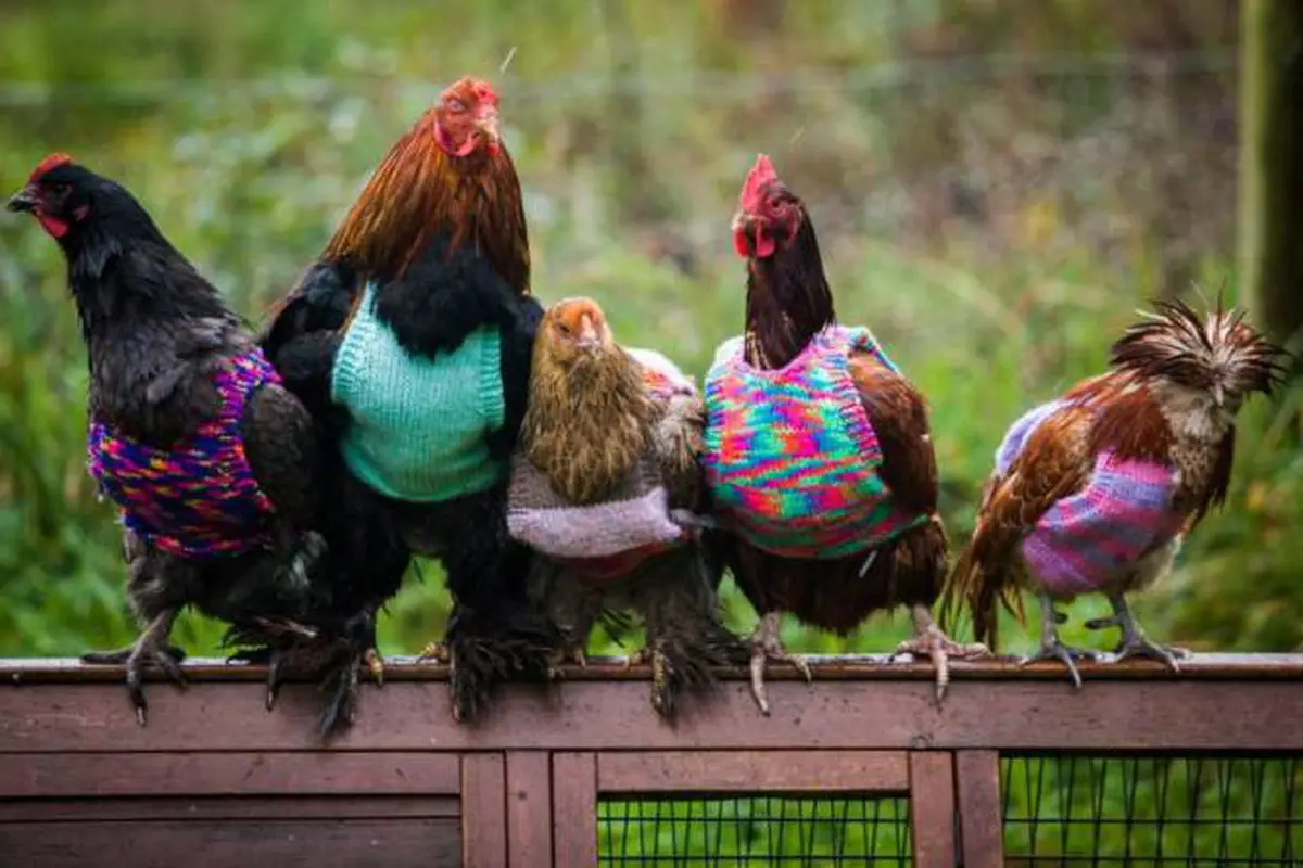 Gen Kecemasan Berlebih Ditemukan pada Ayam
