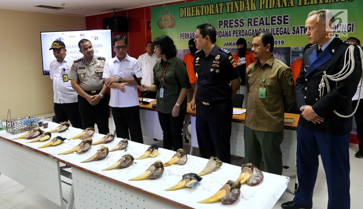 Petugas Direktorat Tindak Pidana Tertentu Bareskrim Polri menunjukkan barang bukti burung Julang Sulawe di Bareskrim, Jakarta, Selasa (5/3). Pelaku jual beli Julang Sulawesi memasarkan satwa dilindungi tersebut lewat medsos. (Liputan6.com/JohanTallo)