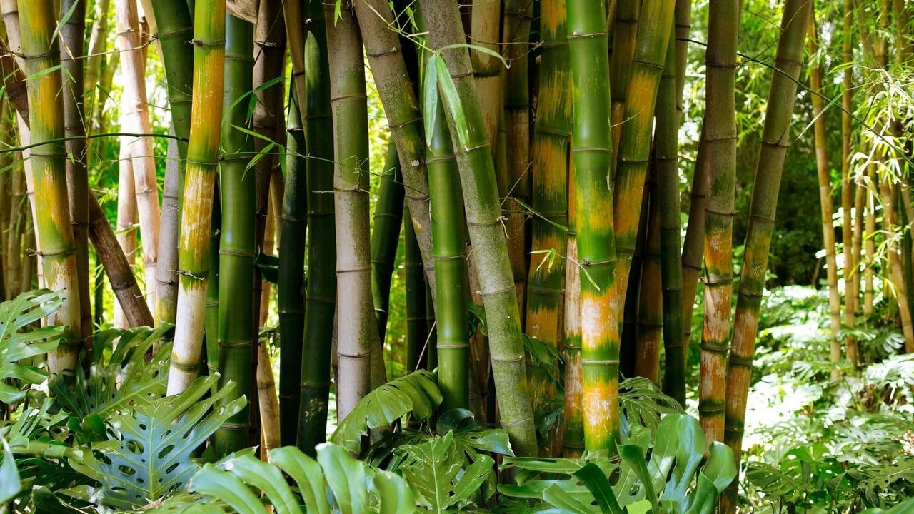 Pohon Bambu