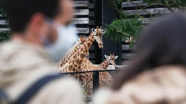 FOTO: Lockdown Dilonggarkan, Taman Zoologi Paris Kembali Dibuka