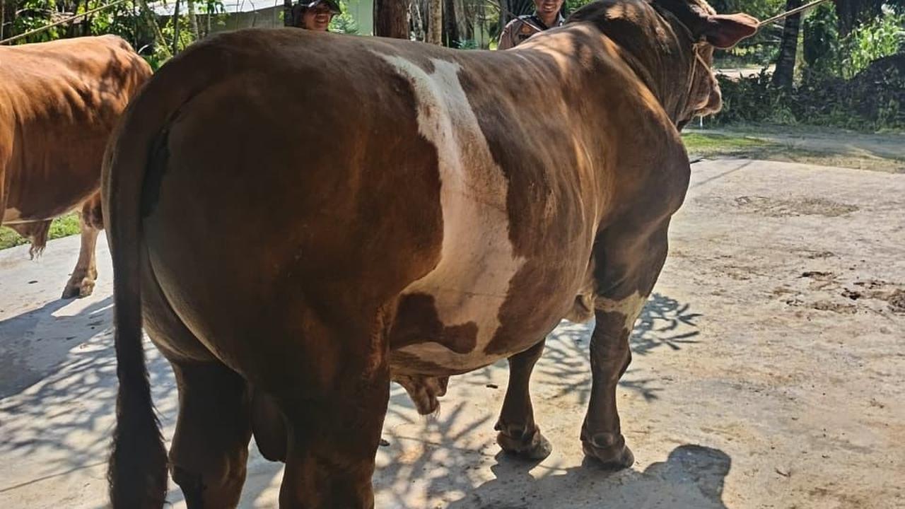 Sapi Milik Bhabinkamtibmas Terpilih Jadi Hewan Kurban Presiden Prabowo di Indragiri Hulu