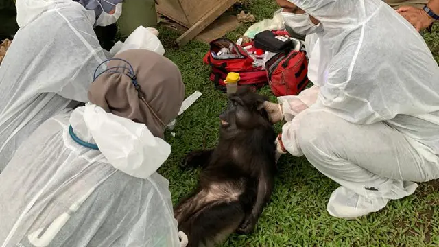 Monyet hitam sulawesi (Cynopithecus niger)