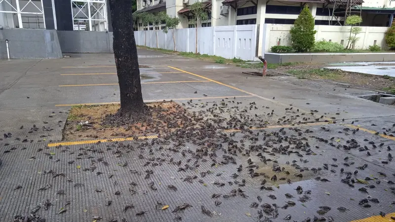 Burung Pipit Mati Mendadak