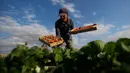 Petani memetik stroberi di sebuah kebun, Beit Lahyia, Jalur Gaza, Selasa (3/12/2019). Bebagai jenis buah dan sayur bisa tumbuh subur di Gaza, salah satunya stroberi. (AP Photo/Hatem Moussa)
