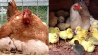 6 Potret Induk Ayam Salah Mengerami Anaknya Ini Bikin Tepuk Jidat