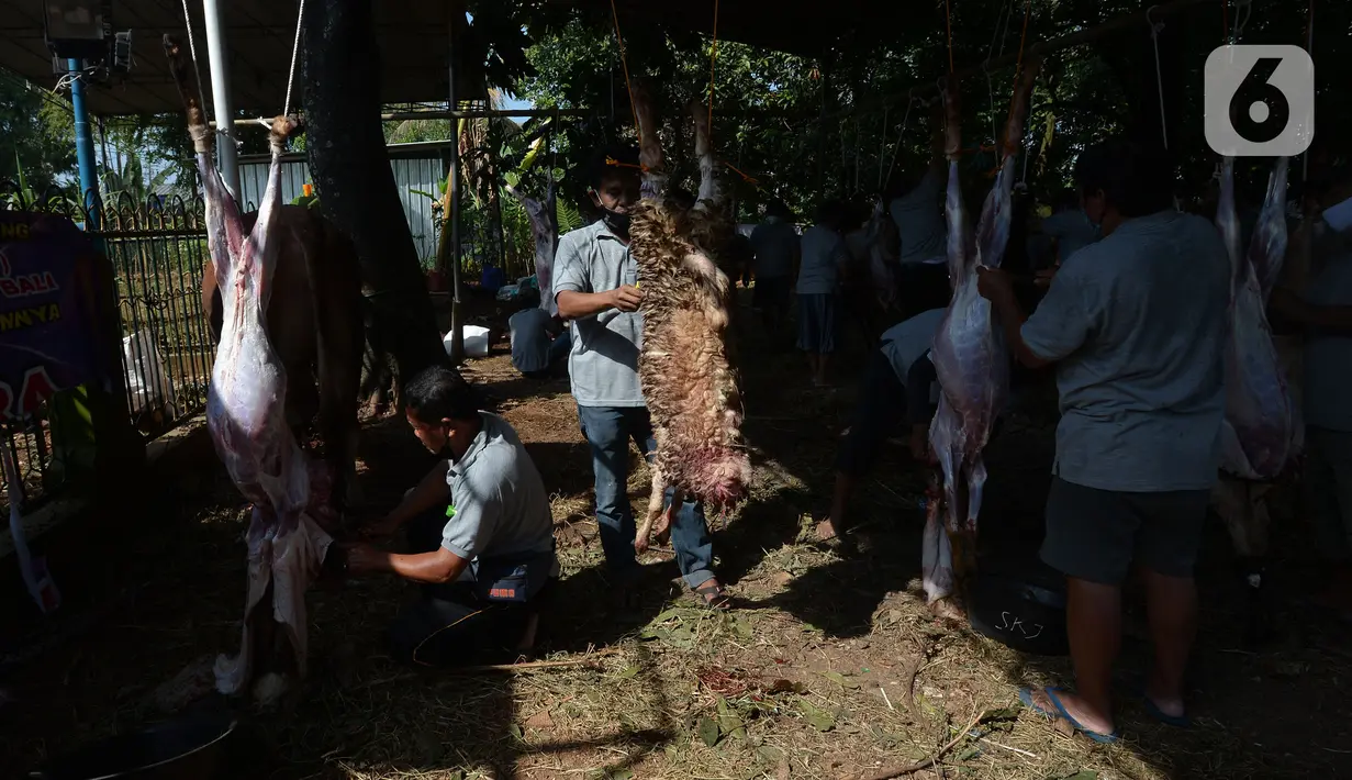Panitia menguliti hewan kurban usai disembelih di Masjid Sunan Kalijaga, Padepokan Taman Mini Indonesia Indah, Jakarta, Selasa (20/7/2021). Sebanyak 71 kambing dan 15 sapi karyawan TMII yang dipotong dibagikan dagingnya kepada fakir miskin. (merdeka.com/Imam Buhori)