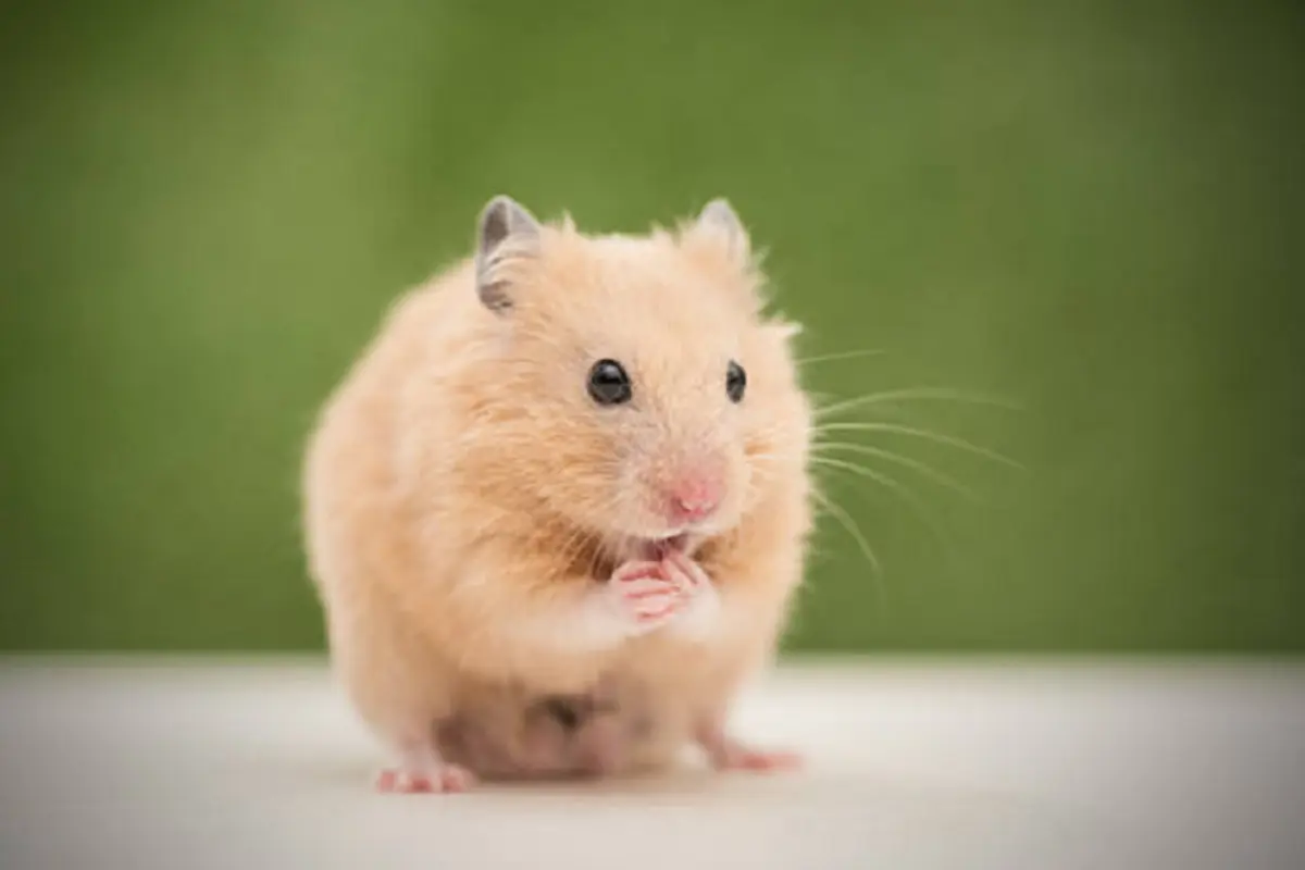 Ilustrasi hamster (iStock)