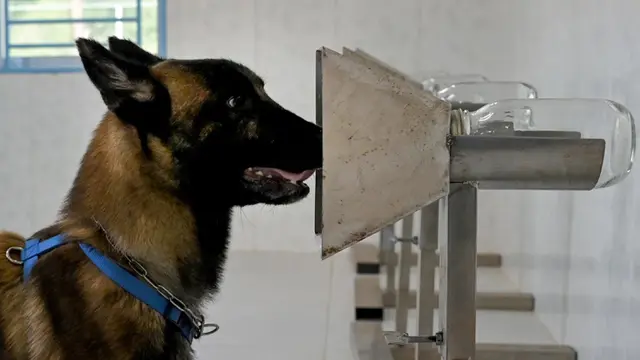 FOTO: Kamboja Latih Anjing untuk Deteksi COVID-19