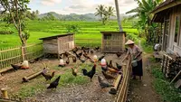 Modal Ternak Ayam Kampung Petelur Skala Rumahan, Ini Simulasi Pendapatan untuk 50 Ekor