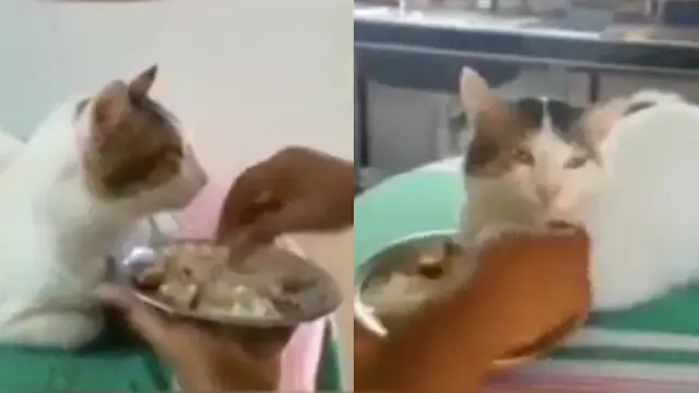6 Potret Kucing Makan Disuapi Seperti Manusia Ini Kocak, Manja Banget