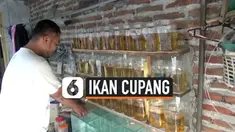ikan Cupang Thumbnail