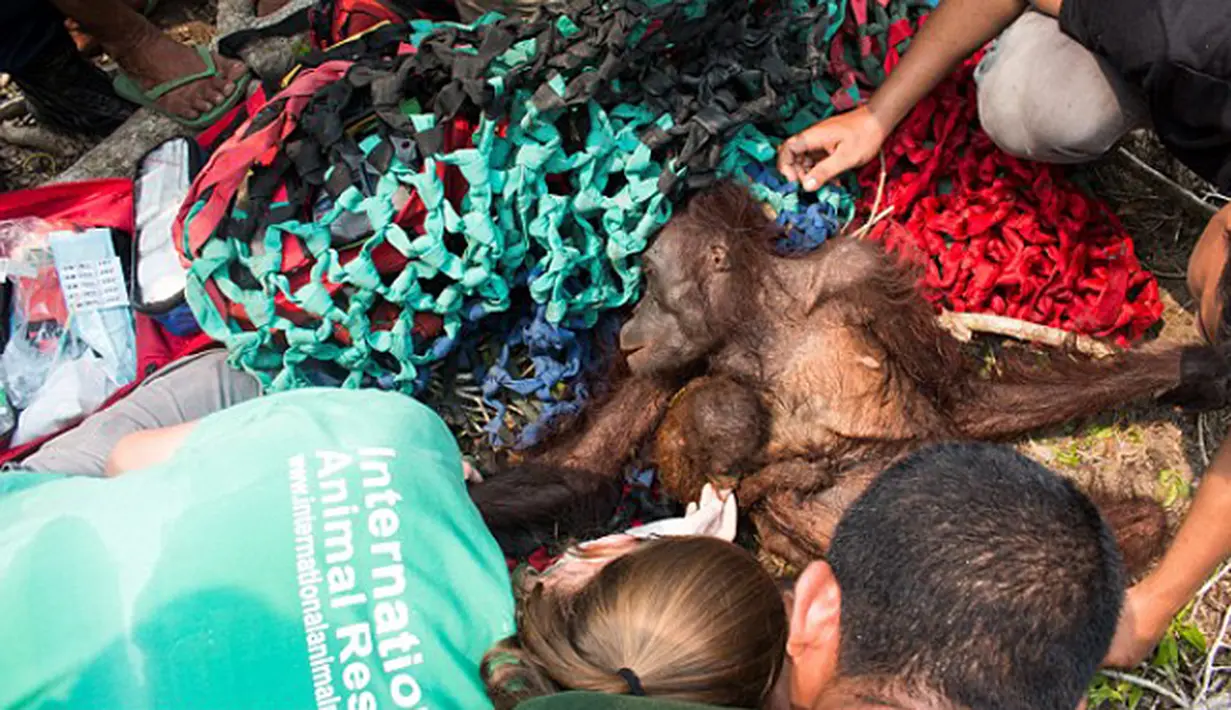 Bayi orangutan memegang ibunya yang kurang gizi usai diselamatkan tim International Animal Rescue di desa Kuala Satong, Kalimantan Barat (10/11). Orangutan dan bayinya melarikan diri dari amukan api yang menghancurkan habitatnya. (AFP PHOTO/Dailymail)